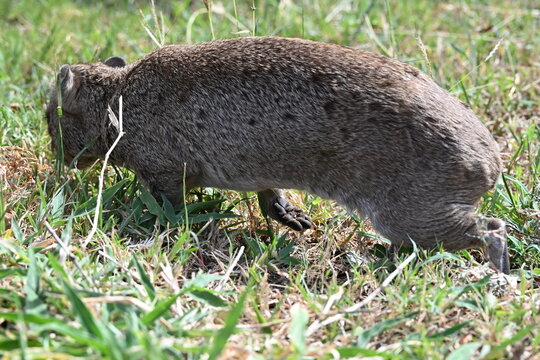 A hyrax resting among rocks near a safari lodge in Kenya, surrounded by dry vegetation and the natural African landscape. The small mammal blends naturally into the rocky surroundings, offering an int