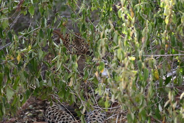 spotted leopard hiding in the bush by the road  (Panthera pardus) is one of the five extant species in the genus Panthera, a member of the cat family, Felidae sub-Saharan Africa, having snack in nguli © Michaela Holubová