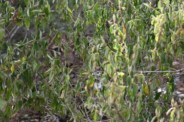 spotted leopard hiding in the bush by the road  (Panthera pardus) is one of the five extant species in the genus Panthera, a member of the cat family, Felidae sub-Saharan Africa, having snack in nguli © Michaela Holubová