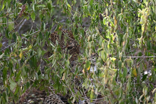 spotted leopard hiding in the bush by the road  (Panthera pardus) is one of the five extant species in the genus Panthera, a member of the cat family, Felidae sub-Saharan Africa, having snack in nguli