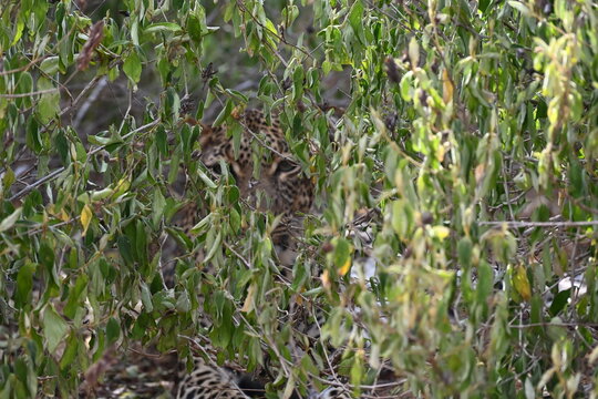 spotted leopard hiding in the bush by the road  (Panthera pardus) is one of the five extant species in the genus Panthera, a member of the cat family, Felidae sub-Saharan Africa, having snack in nguli