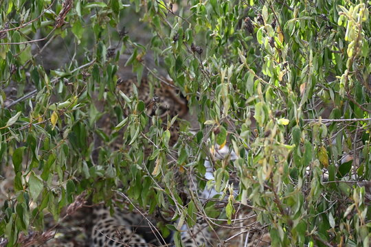 spotted leopard hiding in the bush by the road  (Panthera pardus) is one of the five extant species in the genus Panthera, a member of the cat family, Felidae sub-Saharan Africa, having snack in nguli