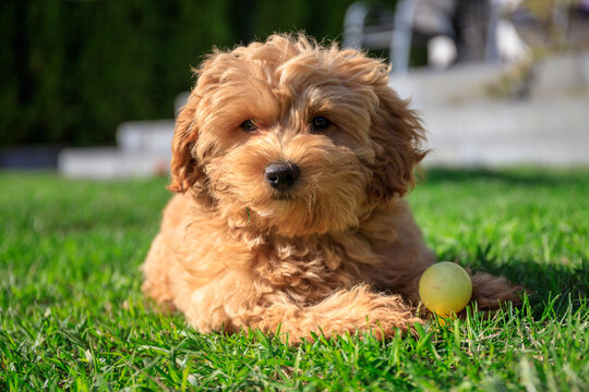 Maltipoo puppy running in the summer garden.