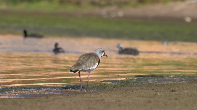 Southern lapwing (Vanellus chilensis) walking on Maitencillo wetland shore