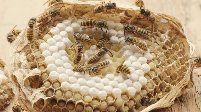 wasp honeycombs, Natural bees nest, insect habitat with larvae, wasp eggs, life cycle Vespula vulgaris, potential hazard