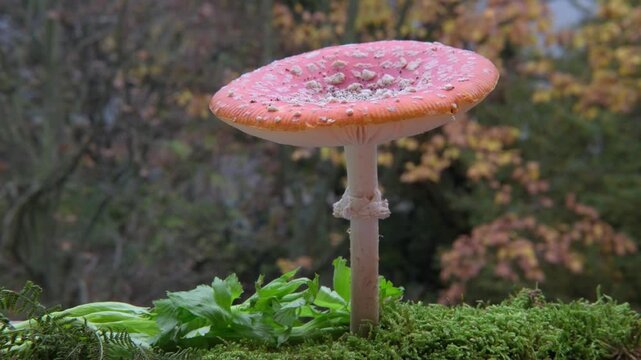 red Amanita muscaria mushroom stands out against bed fallen autumn leaves, toxic but visually striking mushroom, wild nature