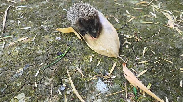 A hedgehog eating a foof on leaf on the ground