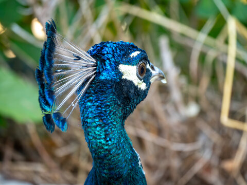 Female peacock head close-up