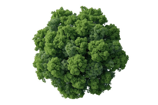 Compact leafy tree crown forming a natural green circle