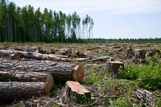 Logging area shows cut trees and cleared land in sunlight