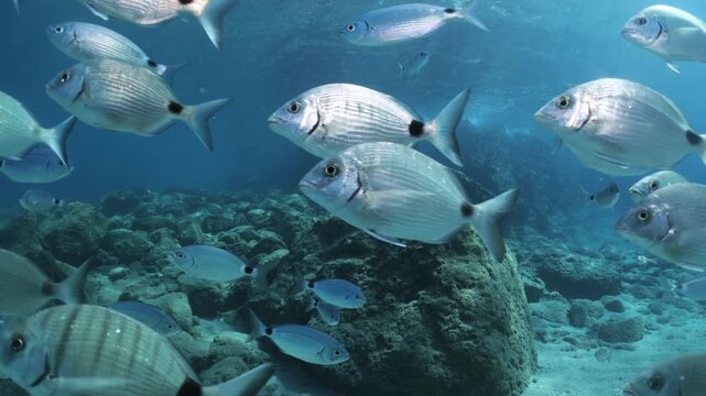 underwater fish scenery from mediterranean  sea breams ocean scenery underwater landscape seabreams  Diplodus sargus