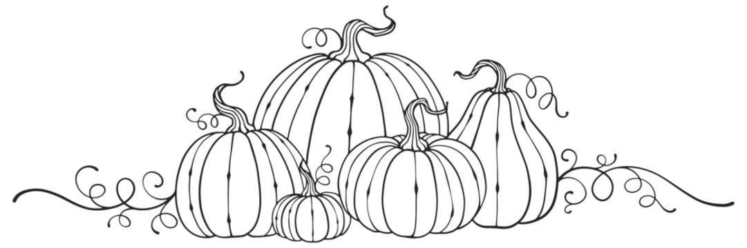 pumpkins line art style. halloween and thanksgiving elements vector eps
