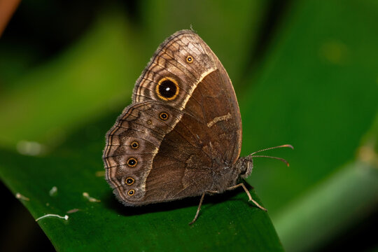 Common Bush Brown Butterfly (Bicyclus safitza), also known as a common savanna bush brown, in the wild in KwaZulu-Natal, South Africa