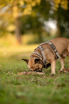 French bulldog sniffing ground intently on green grass in park at golden hour