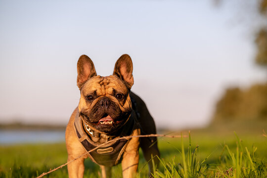 French bulldog portrait holding thin stick in mouth on green grass at sunset