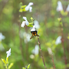 Bumblebee Bombus gathering nectar on white Salvia flower close up Macro close-up shot of a bumblebee (Bombus) collecting nectar on small white Salvia flowers with a soft blurred green background © Lyudmyla