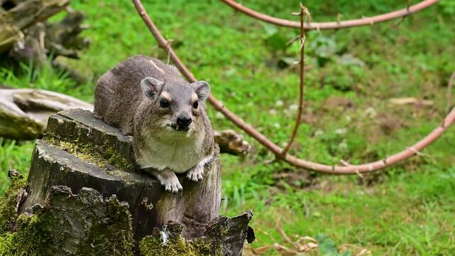 Rock hyrax sitting on cut tree stump inside a petting zoo enclosure. Wild mammal 4K slow motion footage perfect for educational projects, zoology videos and animal sanctuary promos