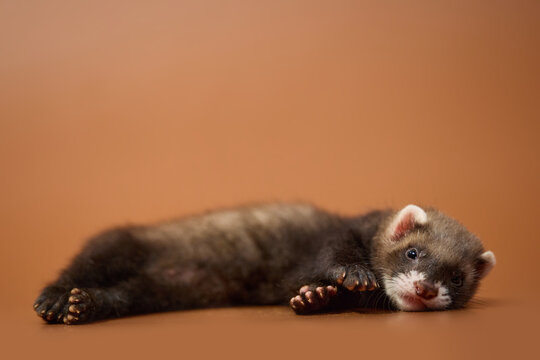 Eight week old domesticated sable ferret kit posing on a brown background in various poses