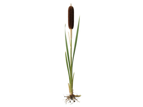 Single Cattail Plant With Exposed Roots