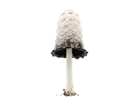 Shaggy Mane Mushroom Isolated