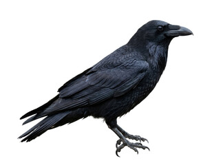 Obraz premium Common Raven Isolated on White