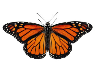 Obraz premium Monarch Butterfly Isolated on White