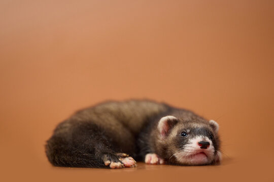 Eight week old domesticated sable ferret kit posing on a brown background in various poses