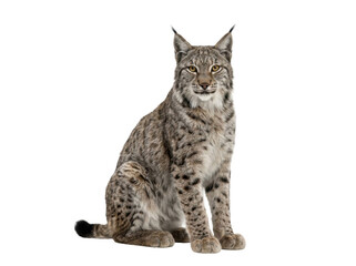Eurasian Lynx Sitting Isolated