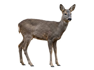 Full Body Portrait Of A Roe Deer © ieps
