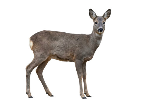 Full Body Portrait of a Roe Deer