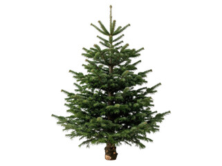 Full Nordmann Fir Christmas Tree © ieps