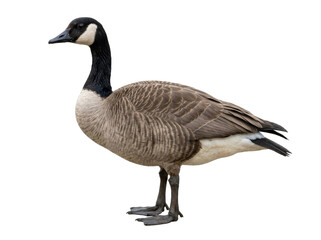 Canada Goose Standing Isolated © ieps