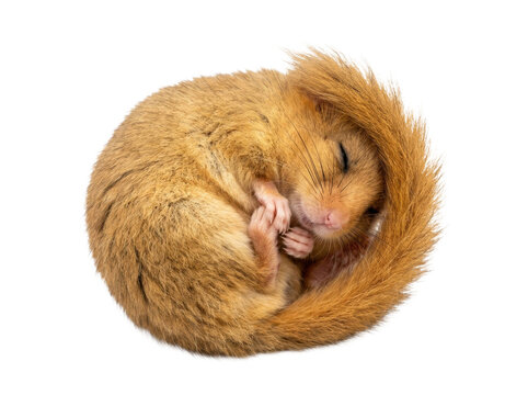 Sleeping Hazel Dormouse Curled Up
