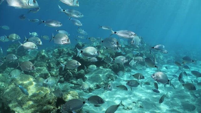 underwater fish scenery from mediterranean  sea breams ocean scenery underwater landscape seabreams  Diplodus sargus