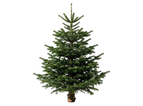 Full Nordmann Fir Christmas Tree