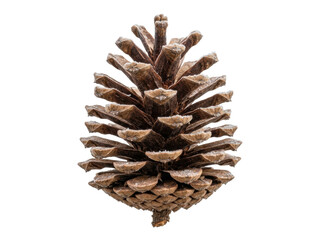 Single Brown Pine Cone Isolated © ieps