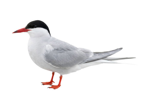 Arctic Tern Standing on White Background