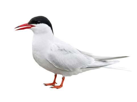 Arctic Tern Standing on White Background