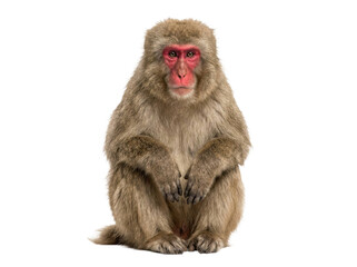 Japanese Macaque Sitting Portrait © ieps