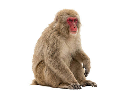 Japanese Macaque Sitting on White