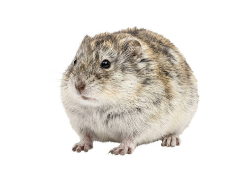 Small Fluffy Hamster Isolated on White