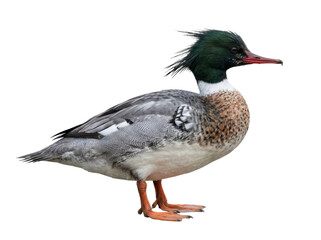 Red-Breasted Merganser Duck Portrait