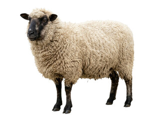 Full Body Portrait Of A Suffolk Sheep © ieps