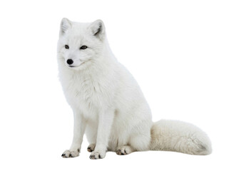 Arctic Fox Sitting on White Background © ieps