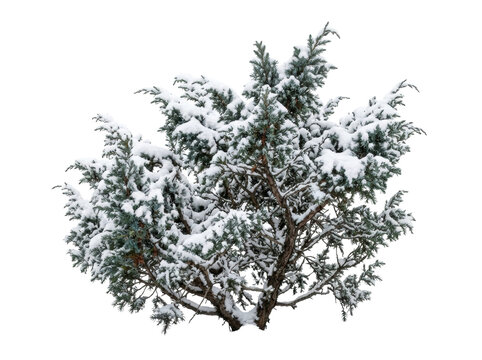 Snow Covered Juniper Bush Isolated
