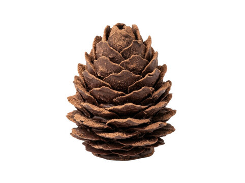 Artisan Chocolate Pine Cone Dessert