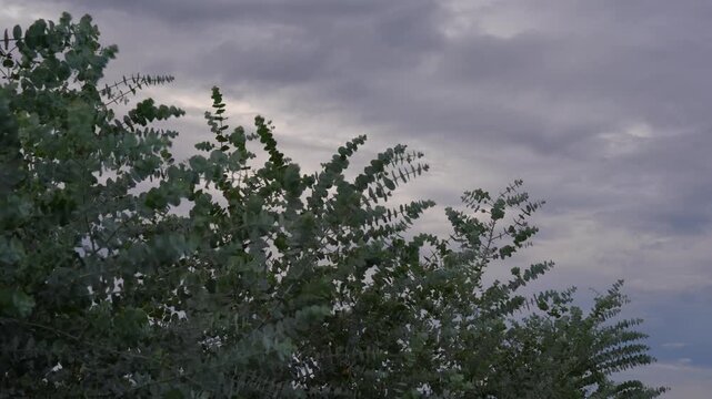 Eucalyptus branches swaying in strong wind under a grey sky