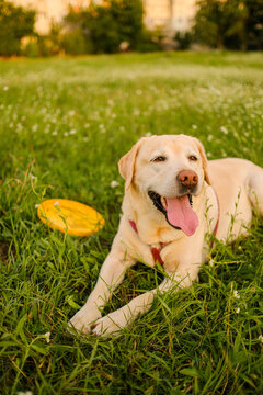 Happy yellow Labrador Retriever lying in green grass with frisbee disk on summer lawn