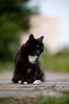 Stray fluffy black and white cat sitting on pavement looking away outdoors