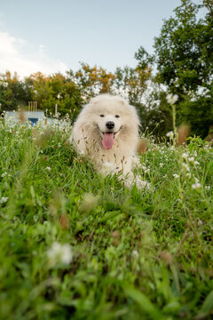 Fluffy white Samoyed dog lying in green grass with white flowers sticking tongue out